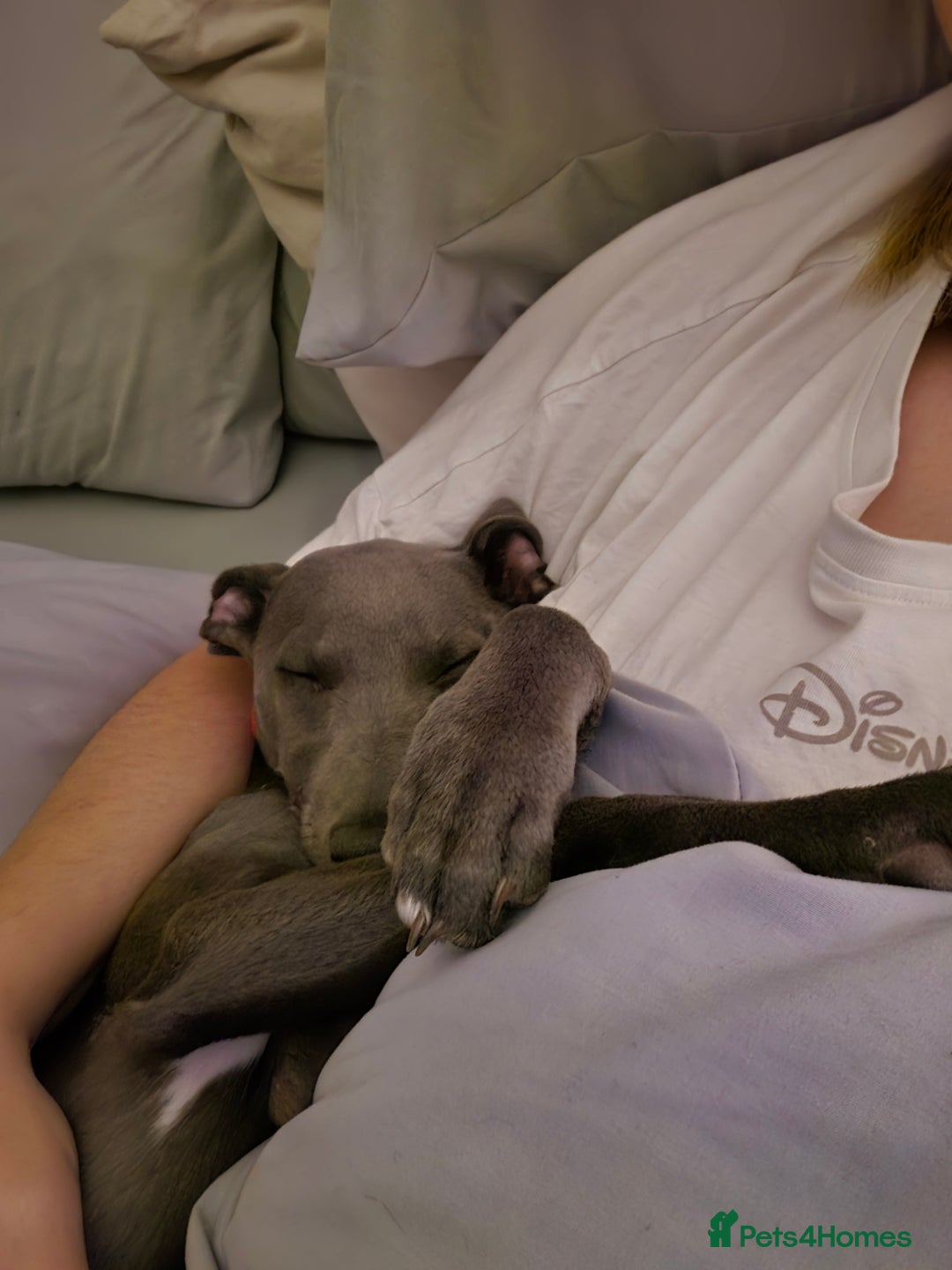 Whippet dogs for sale: Beautiful Male Whippet Puppy - Image 10