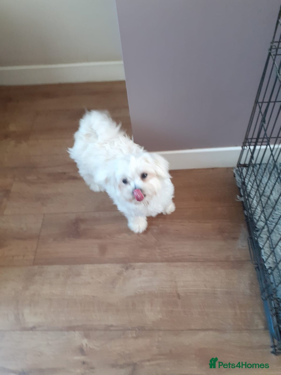 Mixed Breed dogs for sale: Parti colour maltipom puppies - Advert 4