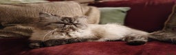 Persian cats for sale: Beautiful Persian ultra  **  - Advert 4