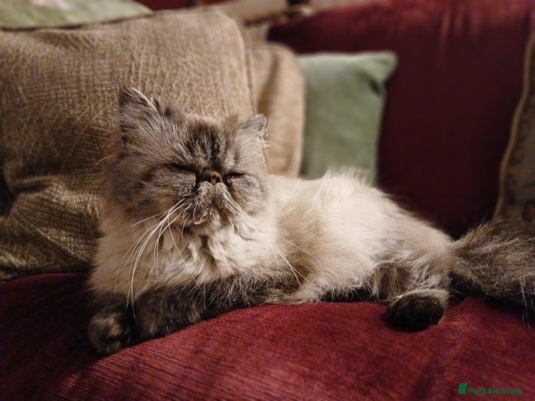Persian cats for sale: Beautiful Persian ultra  **  - Advert 4