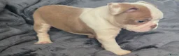 Boston Terrier dogs for sale: Ready now Stunning KC Boston Terrier puppies - Advert 31