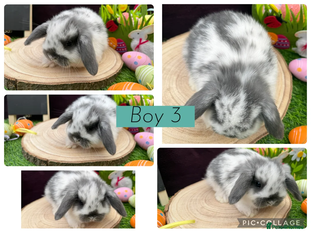 Mini Lop rabbits for sale: X3 Mini lop boys available  - Advert 4