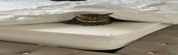 Mixed Breed cats for sale: Mixed Tabby - Advert 2