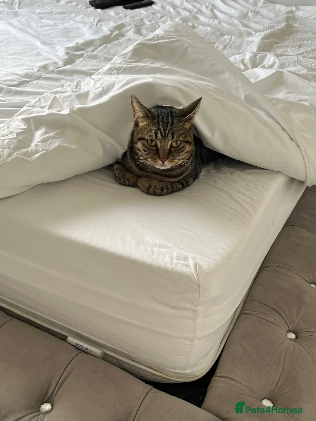 Mixed Breed cats for sale: Mixed Tabby - Advert 2