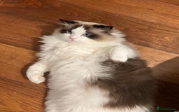 Ragdoll cats for sale: Two Show-Quality Cats Seeking Loving Homes - Image 9