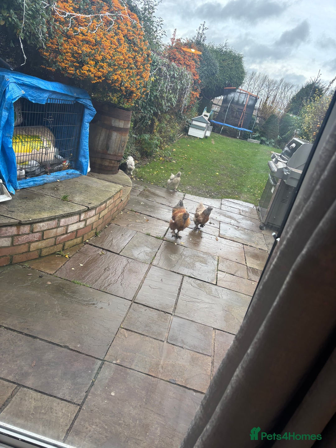 Chickens poultry for sale: Cockerel pure silkie breed - Advert 4