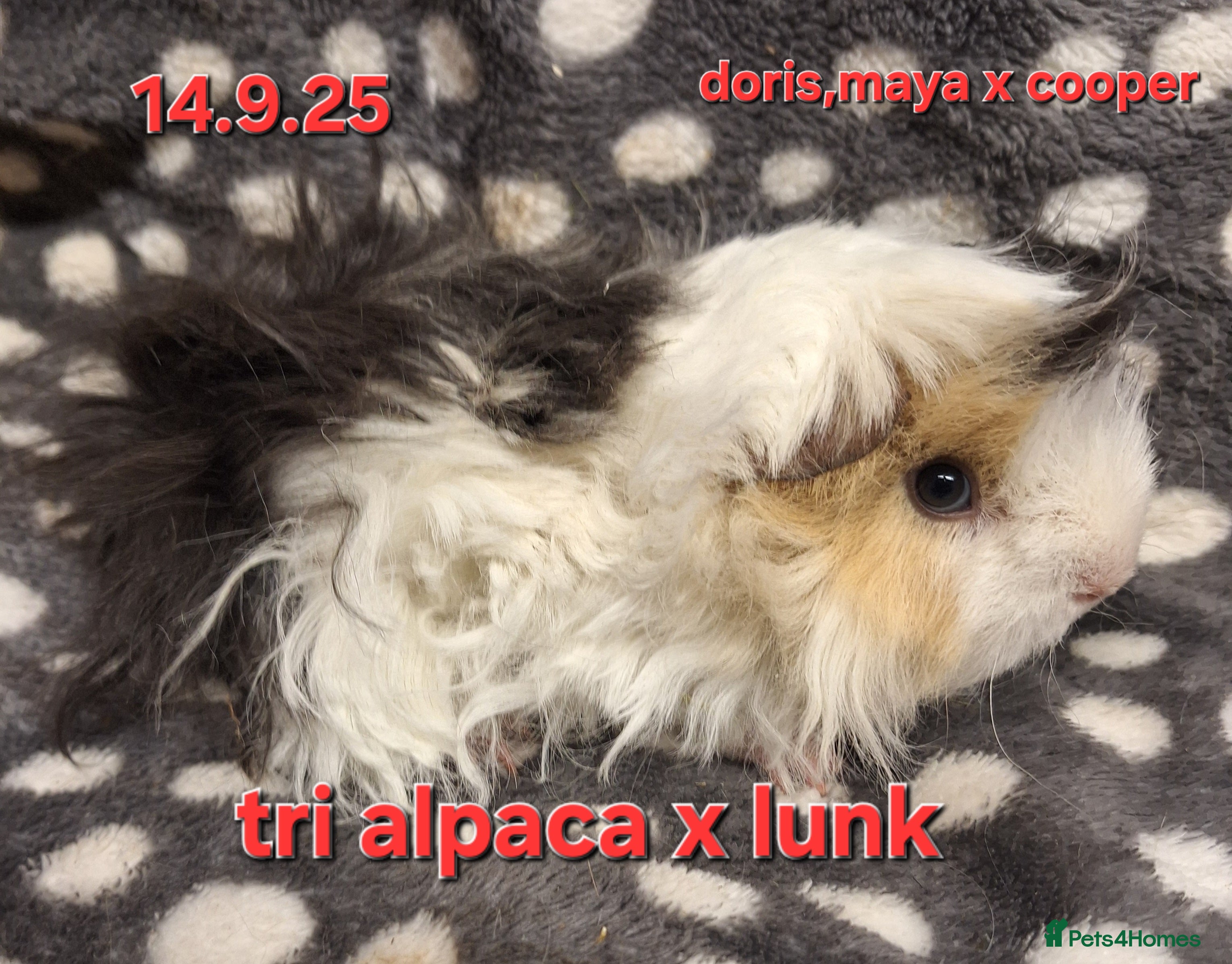 Guinea Pig rodents Baby female guinea pigs - Advert 8