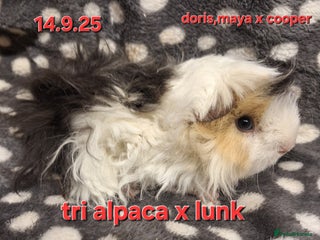 Guinea Pig rodents Baby female guinea pigs - Advert 8