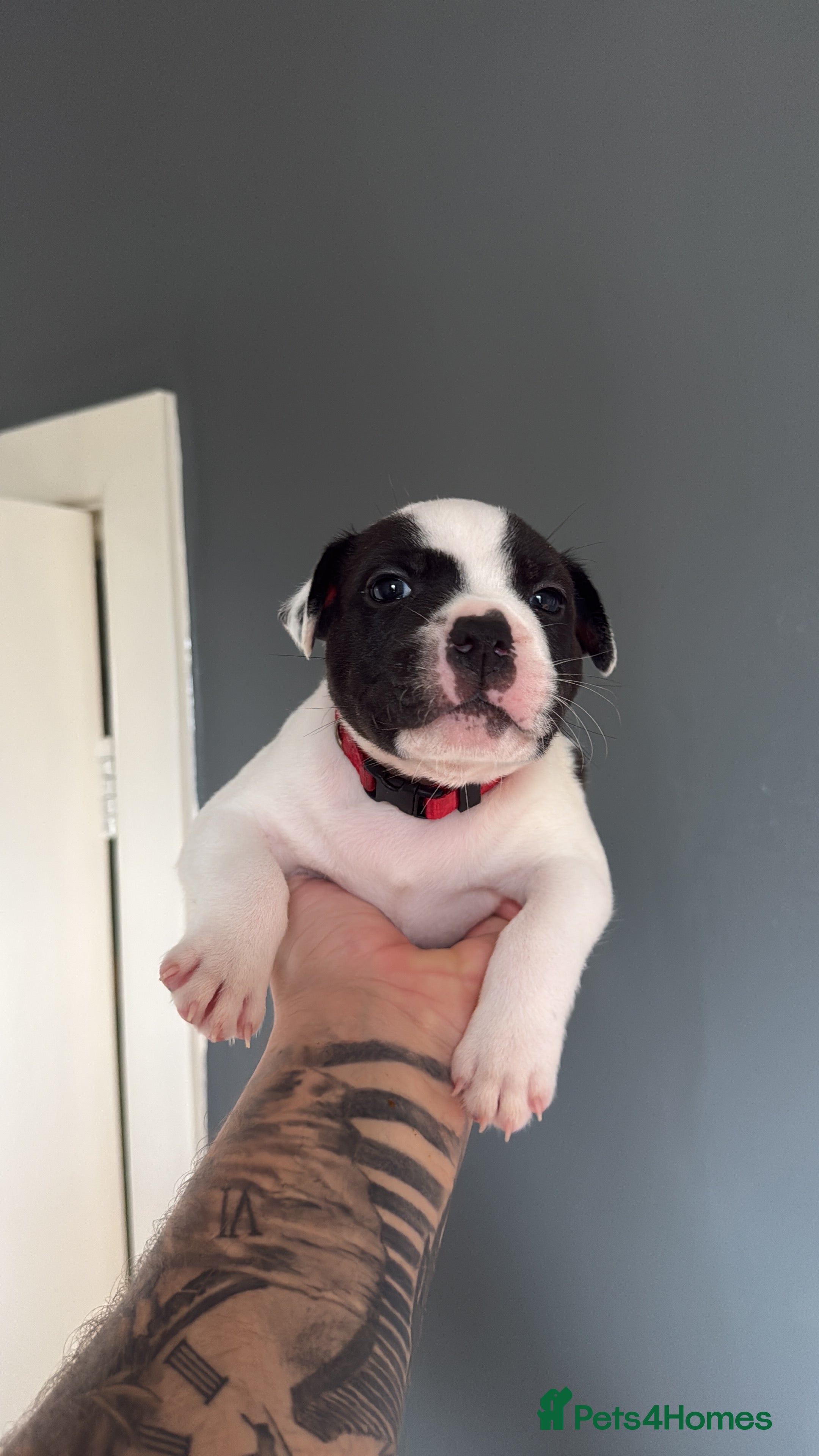 Staffordshire Bull Terrier dogs 1 GORGEOUS  STAFFORDSHIRE BULL TERRIER PUPPIES - Advert 2
