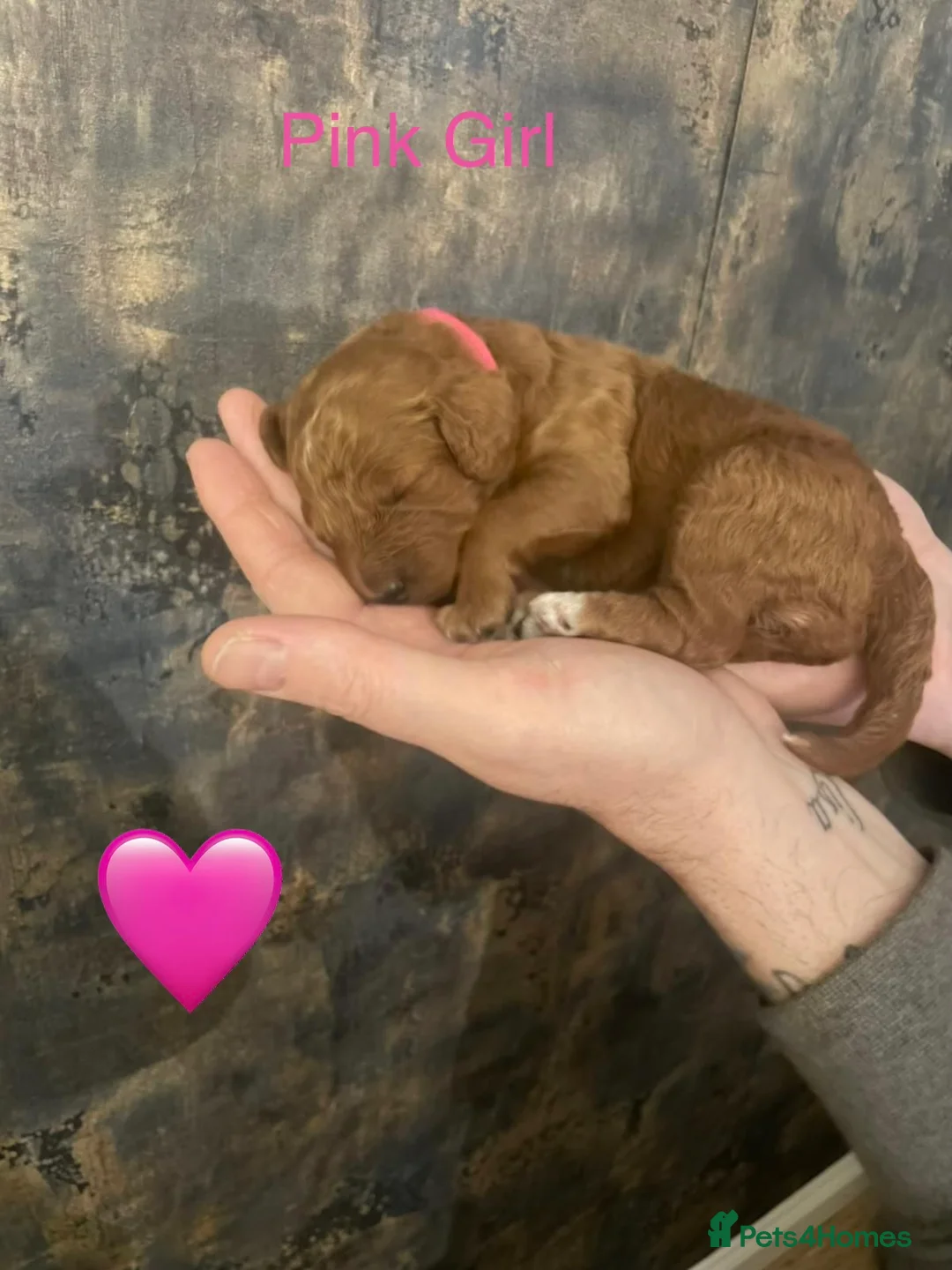 Cockapoo dogs for sale: 🐾Outstanding Health Checked Cockapoo puppies 🐶  - Advert 12
