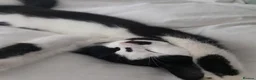 Domestic Shorthair cats for sale: Gorgeous black and white kitten called Jet - Advert 11