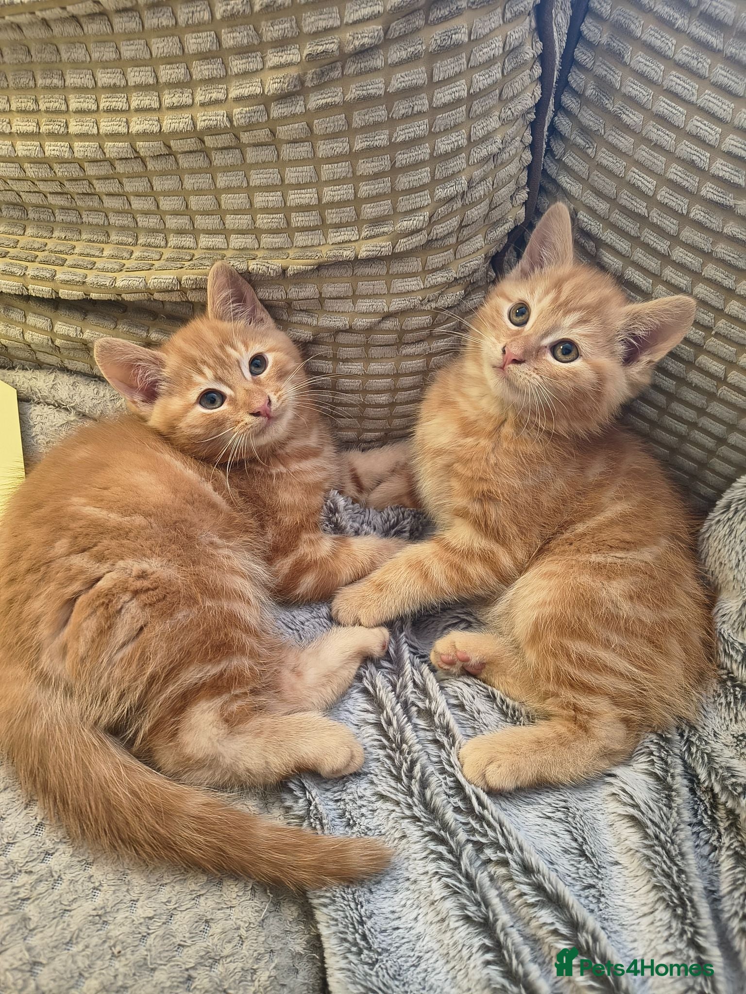 Mixed Breed cats LAST 2  * GINGER * BOYS LEFT - Advert 1