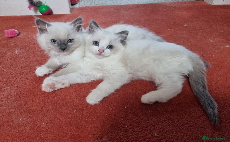 Ragdoll cats - Advert 14