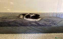 Pomeranian dogs for sale: Pomeranian  - Image 8