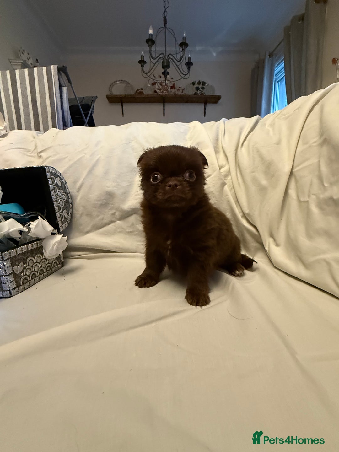 Chihuahua dogs for sale: Long coated Chihuahuas *super rare! - Advert 3