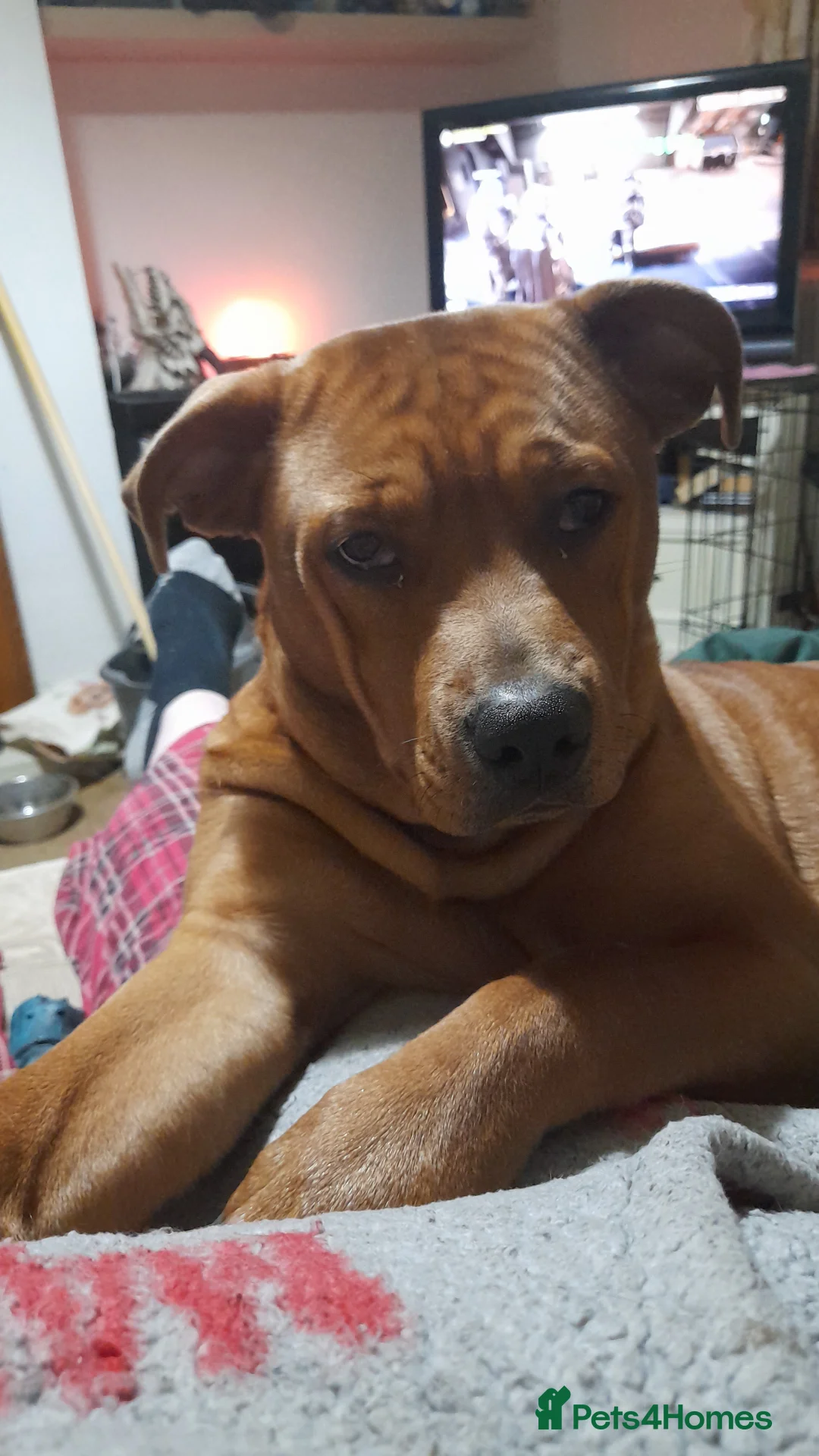 Mixed Breed dogs for sale: 8 month old American bully X rottweiler 'cookie' - Advert 2