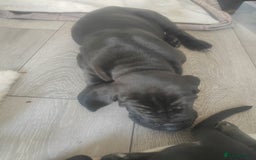 Great Dane dogs for sale: Beautiful KC registered Great Dane Puppies  - Image 30