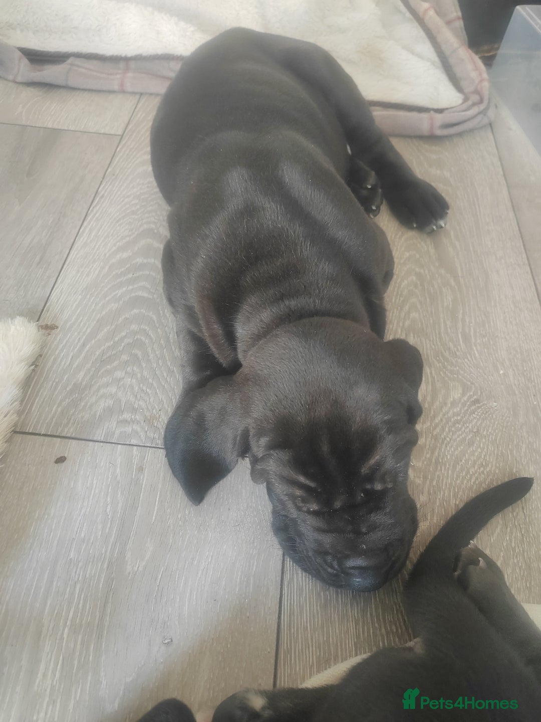 Great Dane dogs for sale: Beautiful KC registered Great Dane Puppies  - Image 30