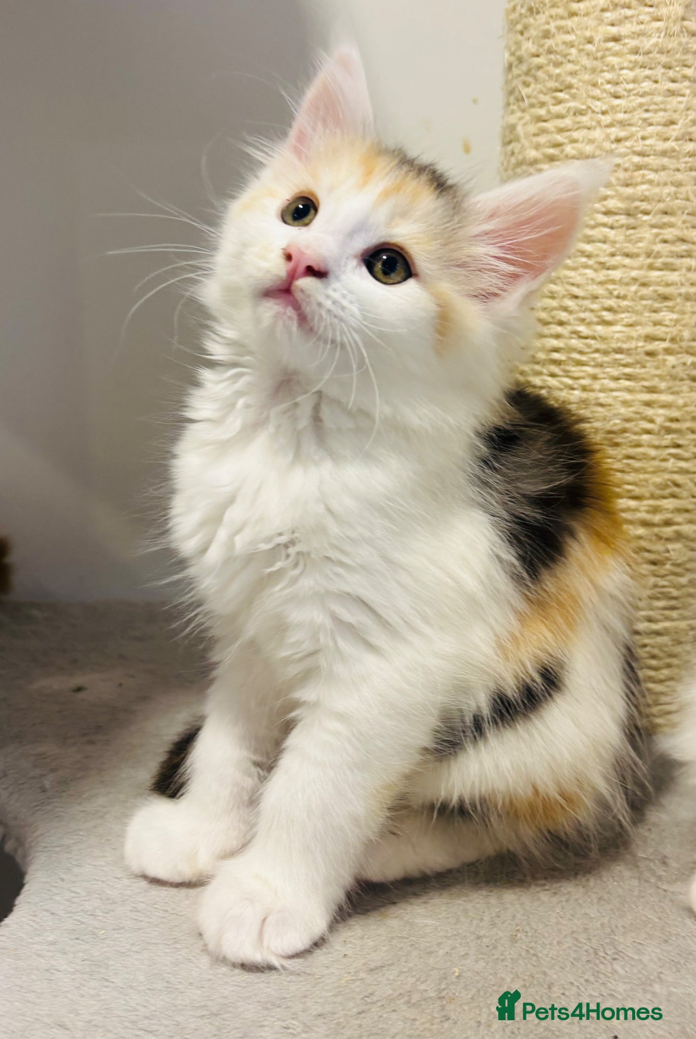 Maine Coon cats READY TO GO! Maine coon kittens  - Advert 7
