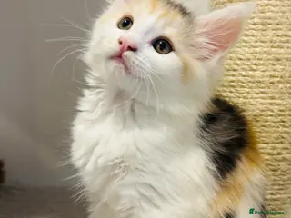 Maine Coon cats READY TO GO! Maine coon kittens - Advert 7