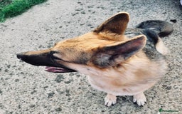 German Shepherd dogs for sale: Female German shepherd pedigree - Image 1