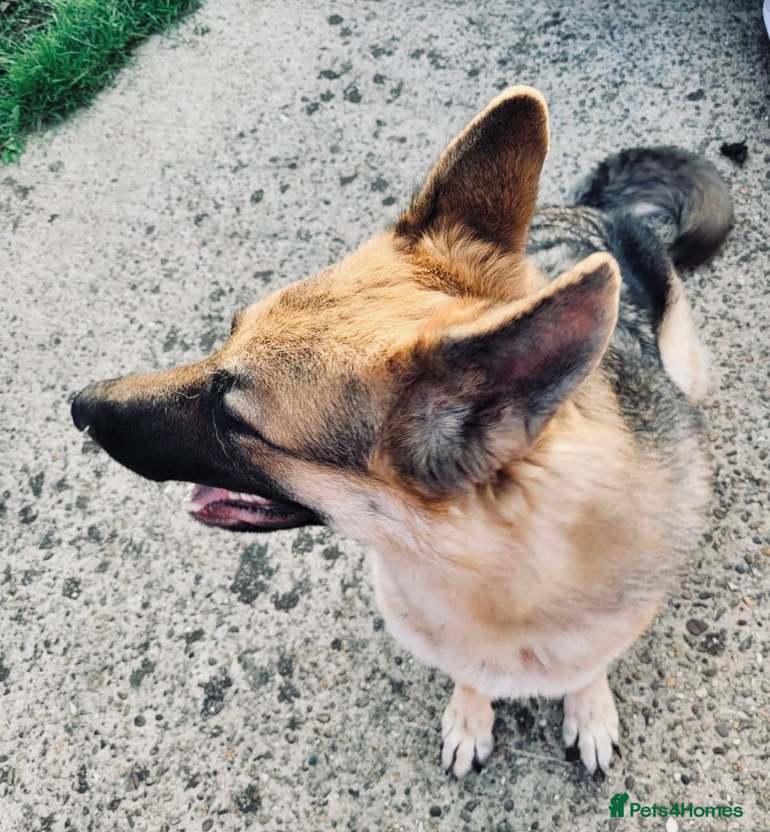 German Shepherd dogs for sale: Female German shepherd pedigree - Image 1