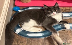 Maine Coon cats for sale: Ready Now - Beautiful Maine Coon Kittens in Nantwich - Image 4