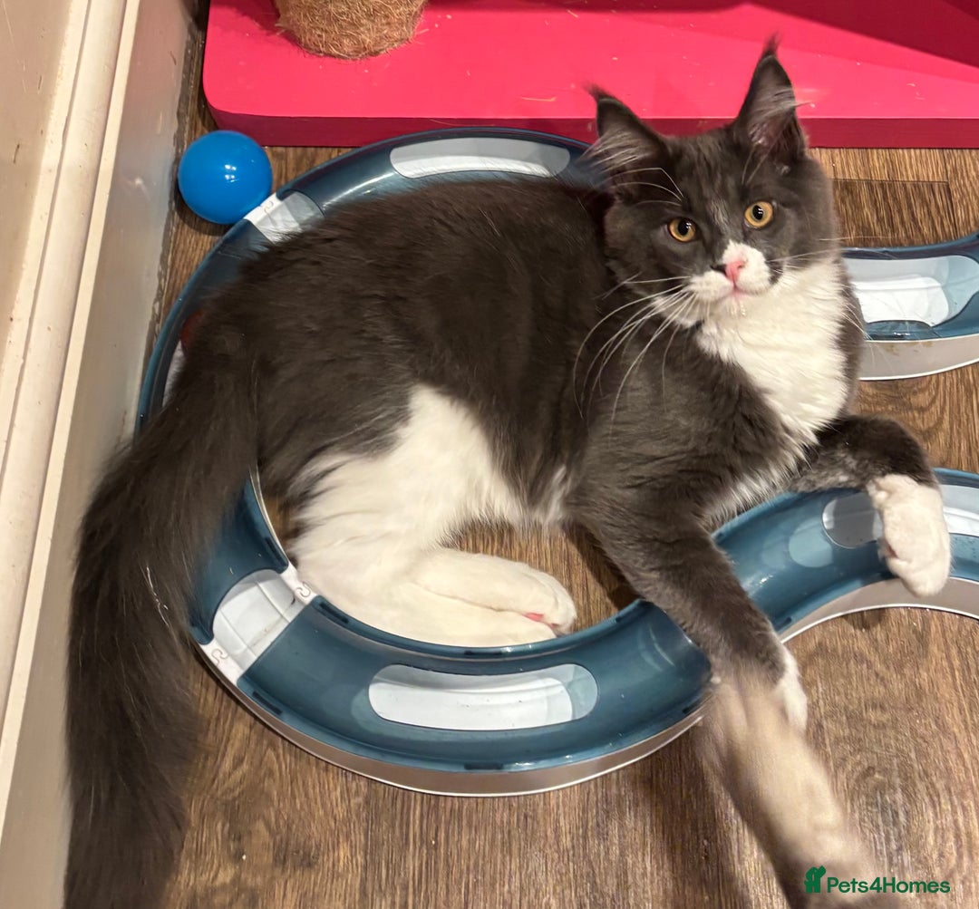 Maine Coon cats for sale: Ready Now - Beautiful Maine Coon Kittens in Nantwich - Image 4