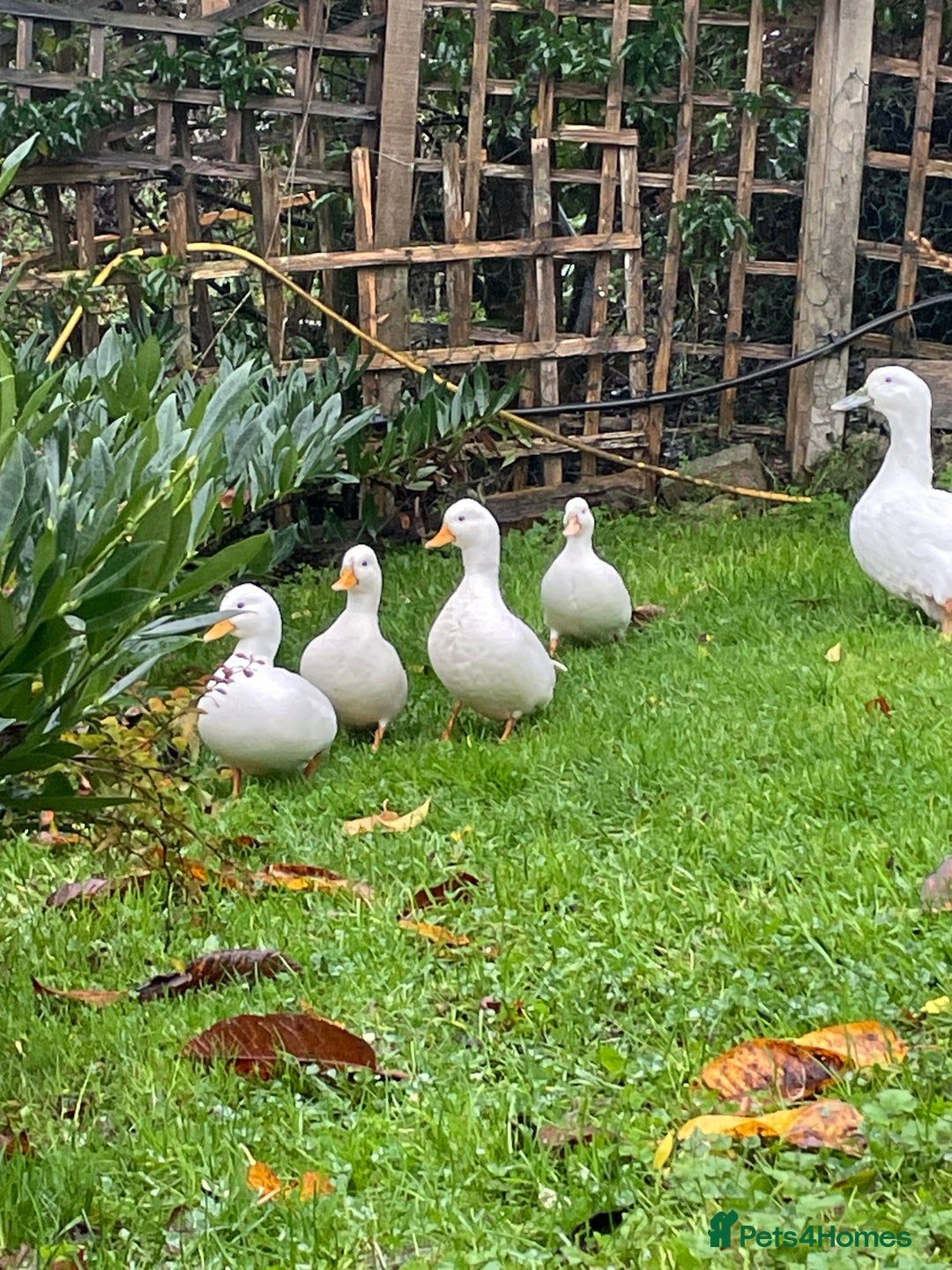 Ducks poultry for sale: 3 White Call Ducks - 2 male 1 female - Advert 1