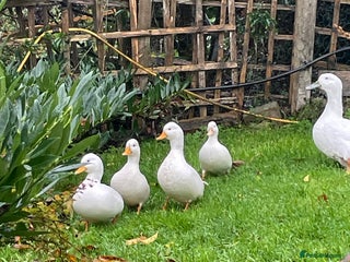 Ducks poultry for sale: 3 White Call Ducks - 2 male 1 female - Advert 1