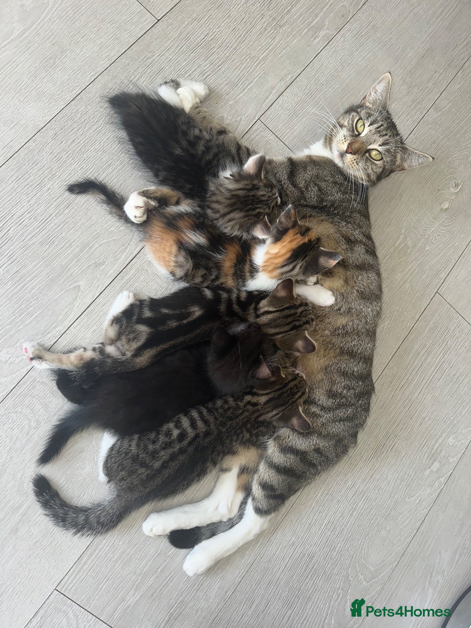 Mixed Breed cats Adorable kittens ready for new homes  - Advert 1