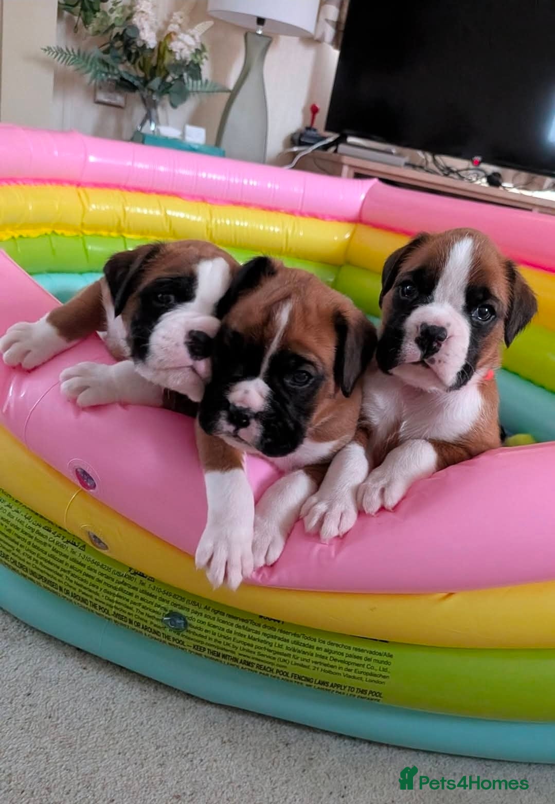 Boxer dogs for sale: 🐾✨ Stunning KC Registered Boxer Puppies ✨🐾 - Advert 1