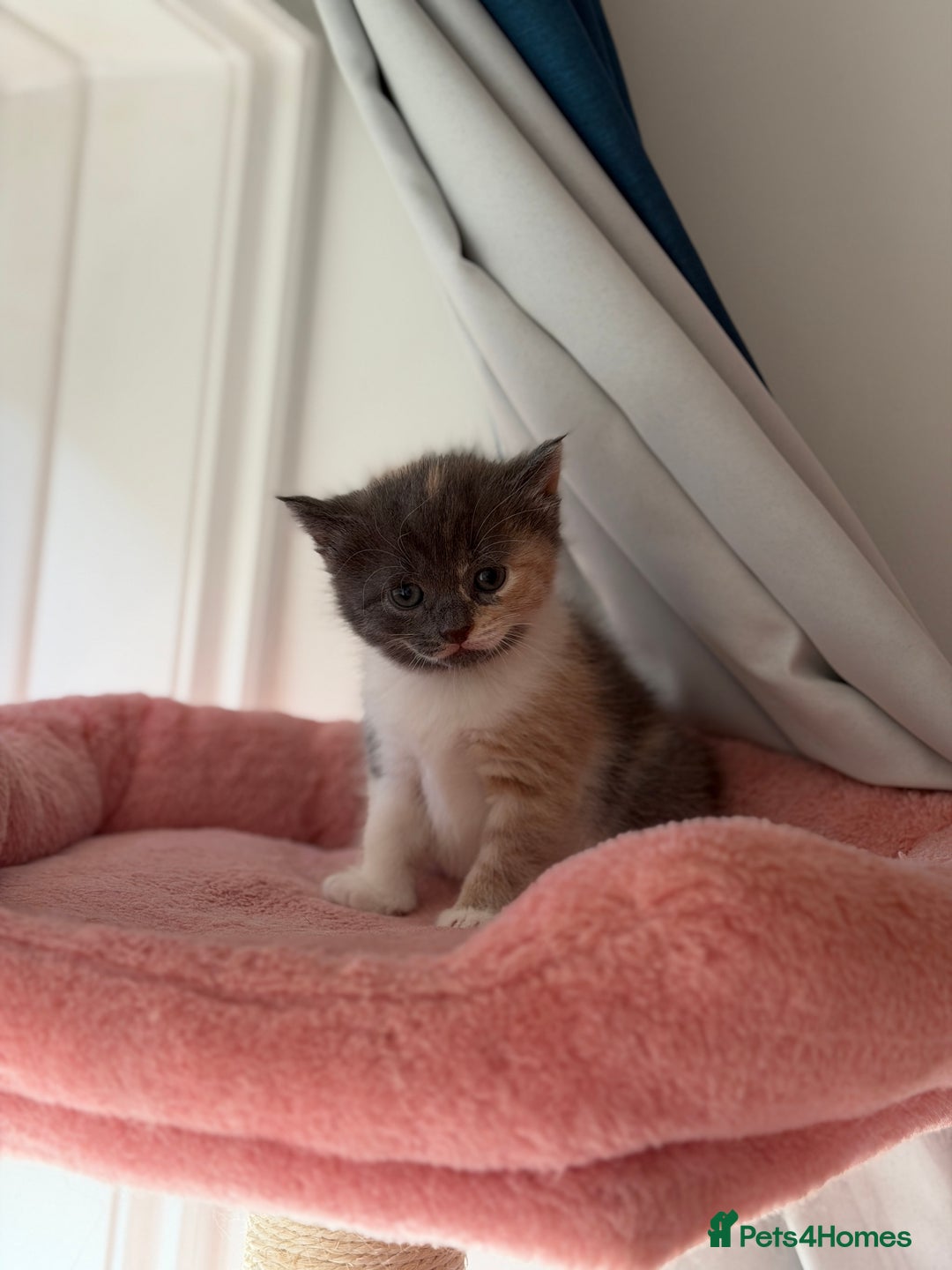 British Shorthair cats for sale: Looking for new home!!! - Advert 7