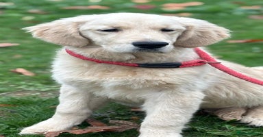 Golden Retriever dogs - Advert 4