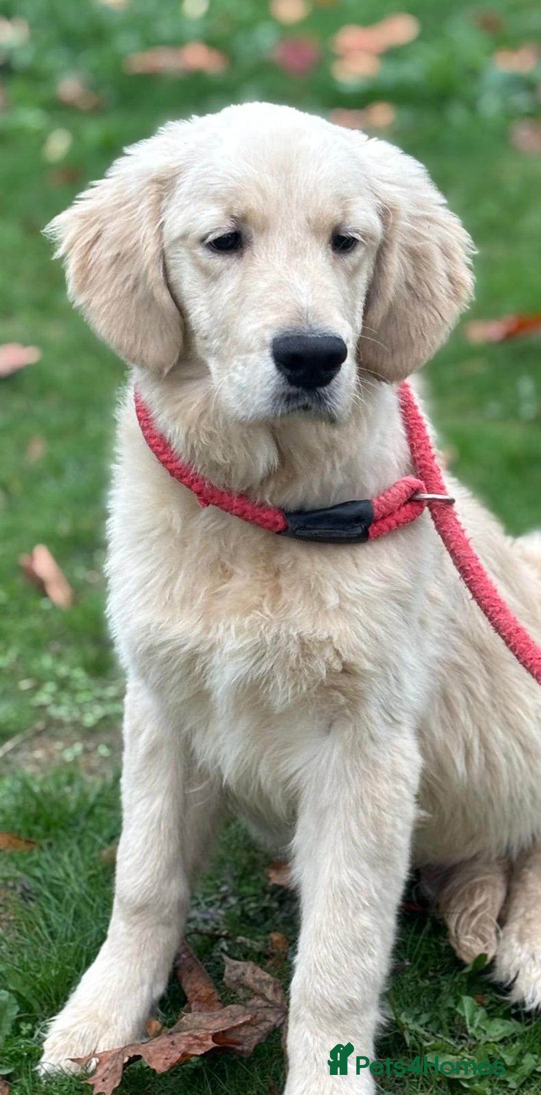 Golden Retriever dogs for sale: Beautiful golden retriever  - Image 2