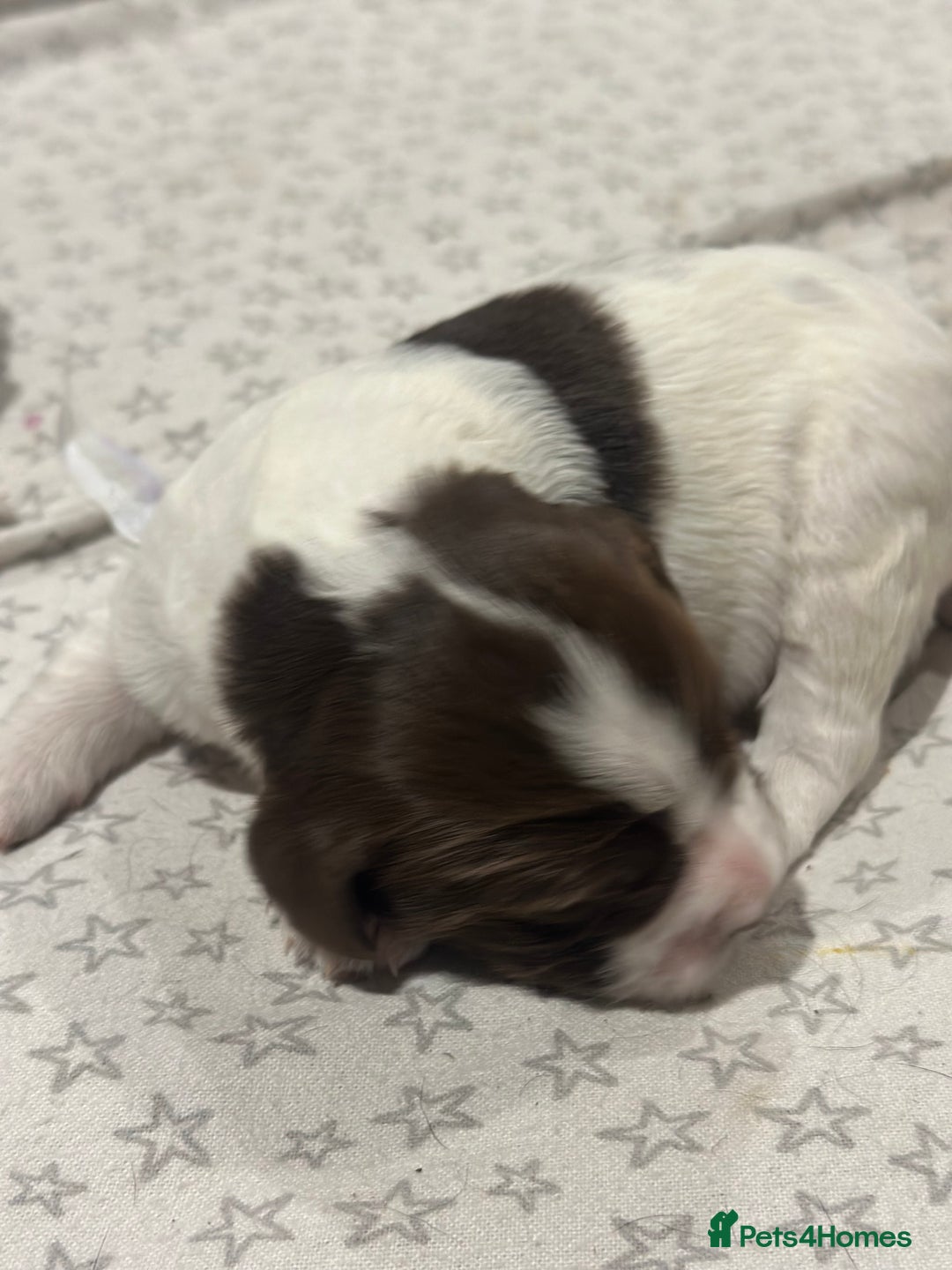 Sprocker dogs for sale: Beautiful sprockers  - Image 23