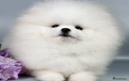 Pomeranian dogs for sale: Pomeranian Pups - Ready for new homes 💕 - Advert 20