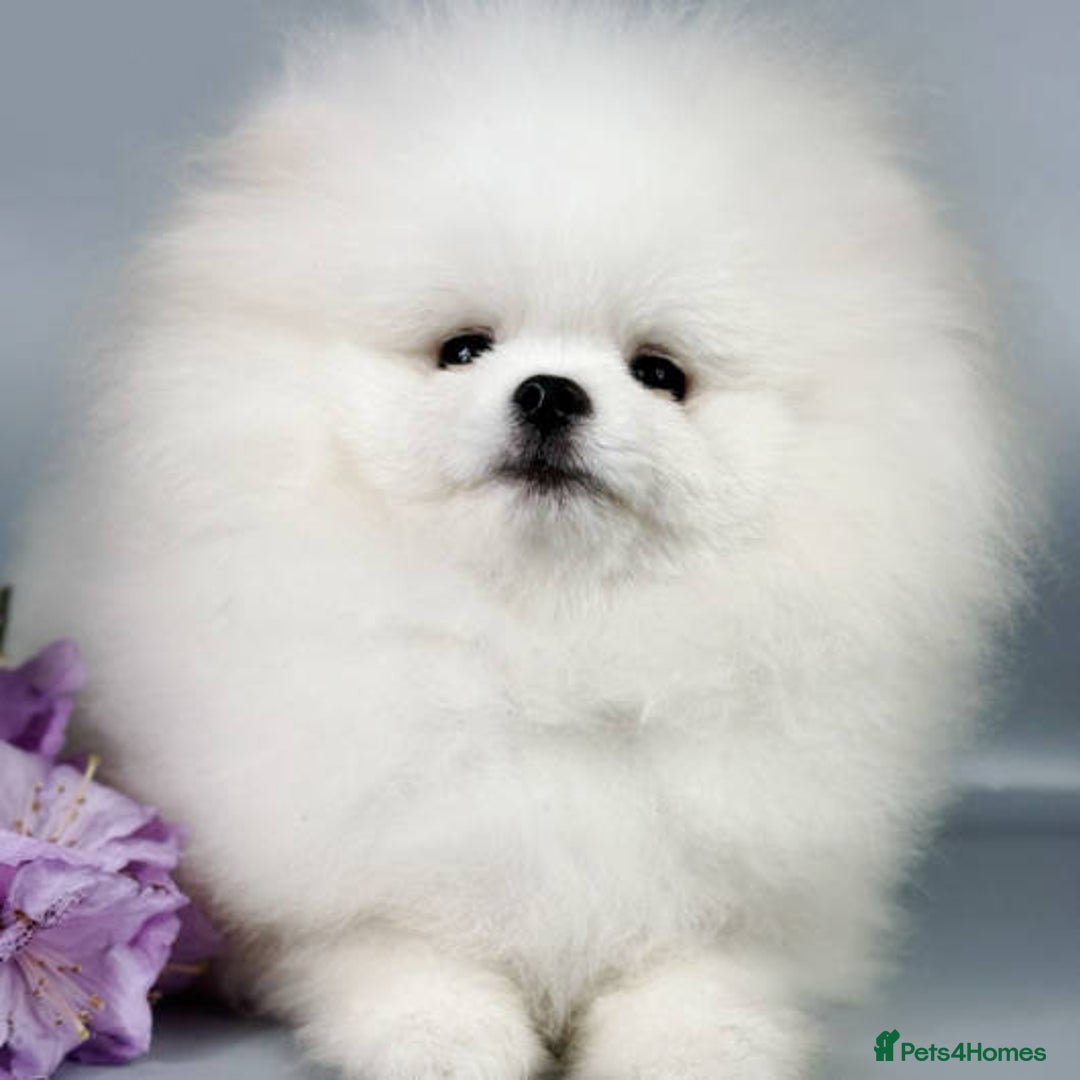 Pomeranian dogs for sale: Pomeranian Pups - Ready for new homes 💕 - Advert 20