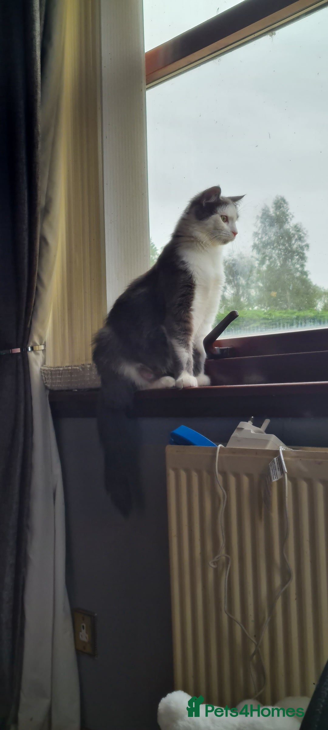 Maine Coon cats for sale: Beautiful Bonded Sisters - Image 18