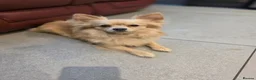 Pomchi dogs for sale: 🐶 Gorgeous 1 year old Rare Blonde Tiny Pomchi 🥰 - Advert 7