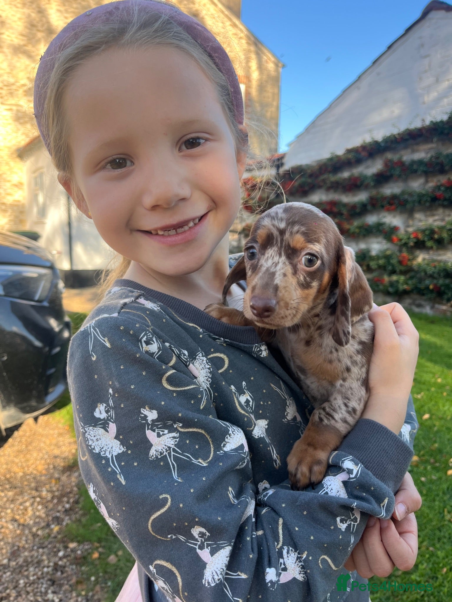 Miniature Dachshund dogs Miniature Daschshund Puppies Ready to go now - Advert 1