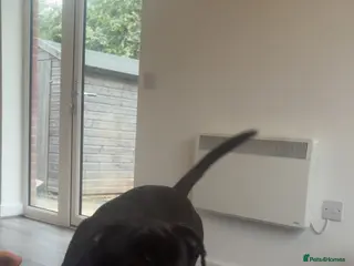 Mixed Breed dogs FREE corsoxbullmasiff - Advert 1