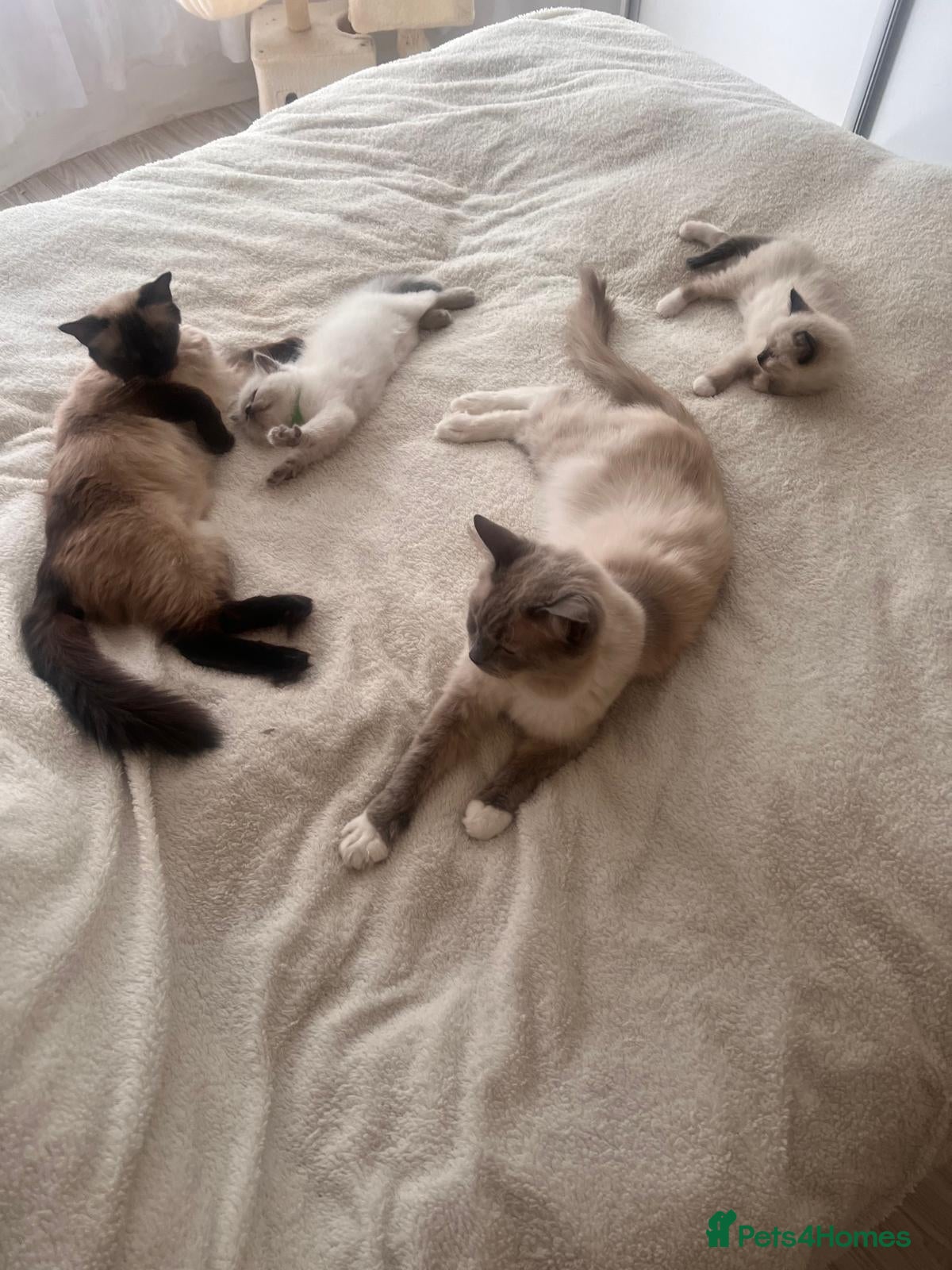 Ragdoll cats Adorable Pedigree Ragdoll Kittens For Sale - Advert 1