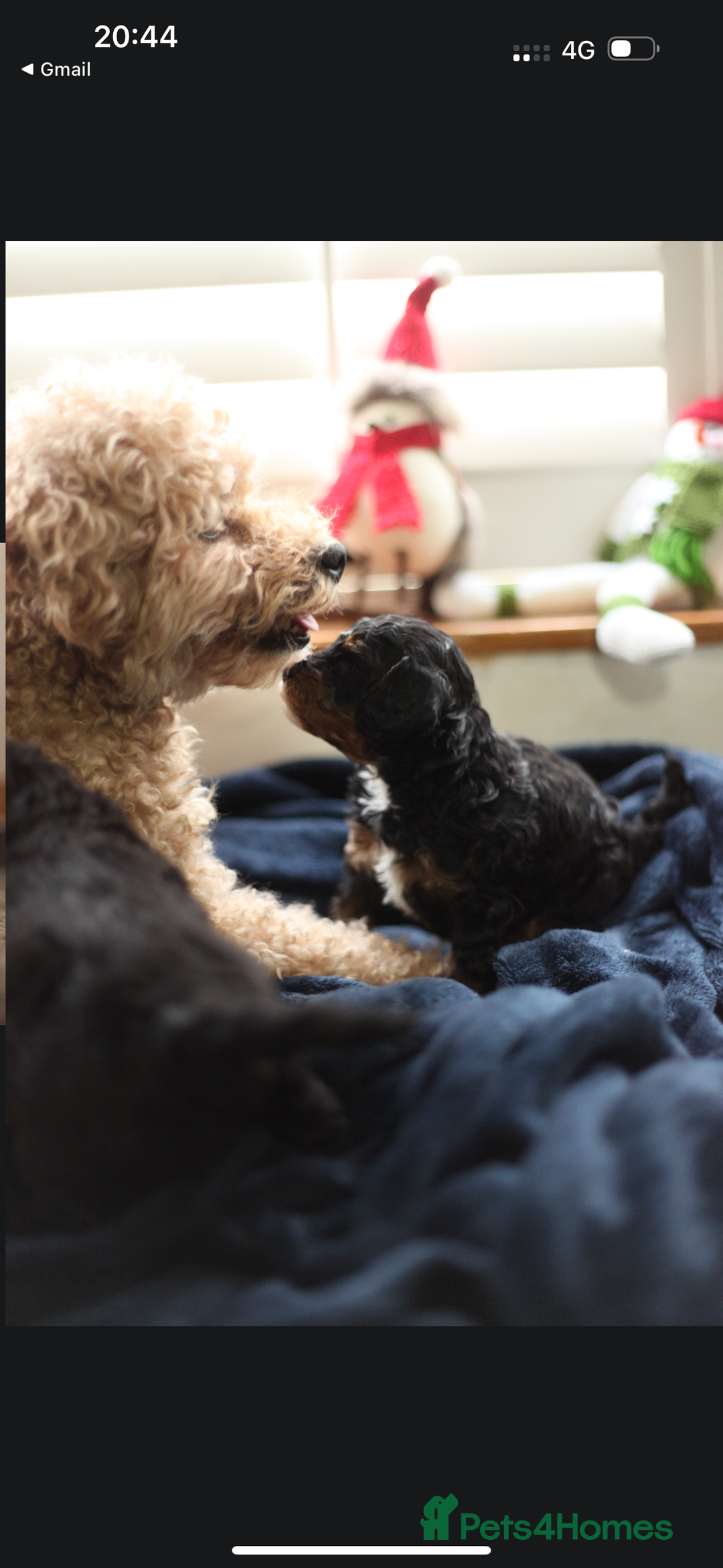 Poochon dogs for sale: Beautiful Poochon Pups Home Bred second litter - Advert 29