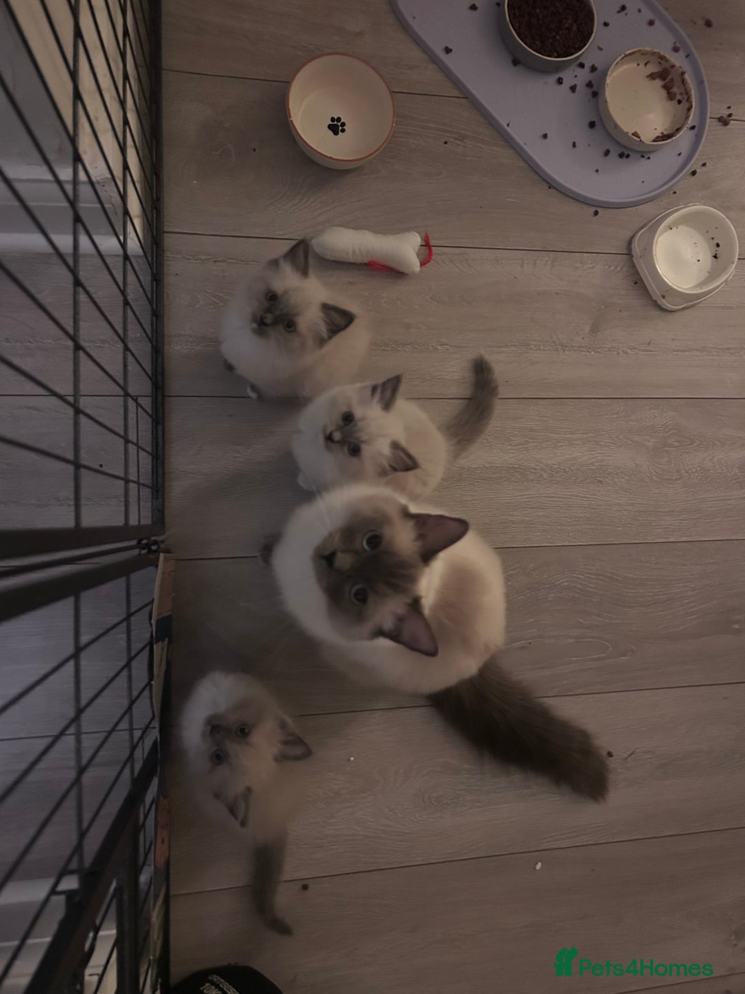 Ragdoll cats for sale: Gorgeous blue/mink ragdoll kittens 🐱💕✨  - Advert 8