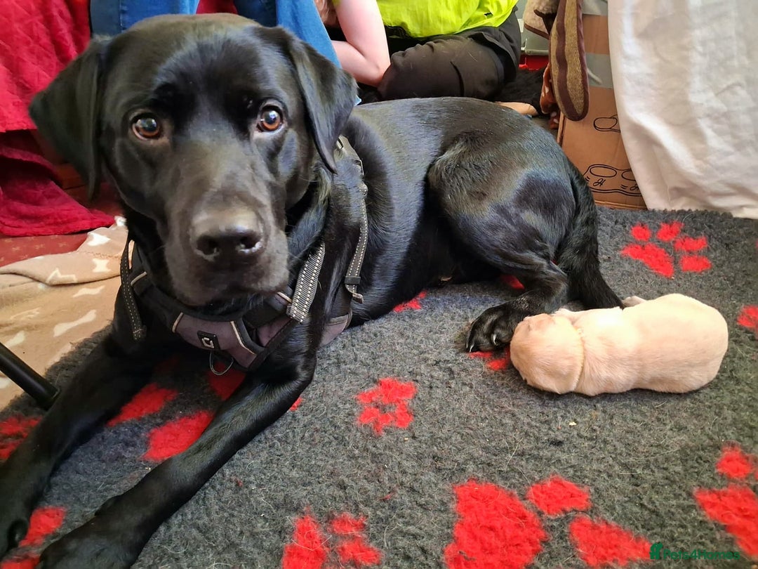 Labrador Retriever dogs for sale: Labrador Retriever Puppies (FIVE remaining) - Advert 12