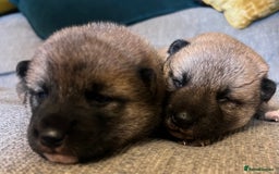 Japanese Shiba Inu dogs for sale: K.C reg Japanese Shiba Inu Puppies - Image 6