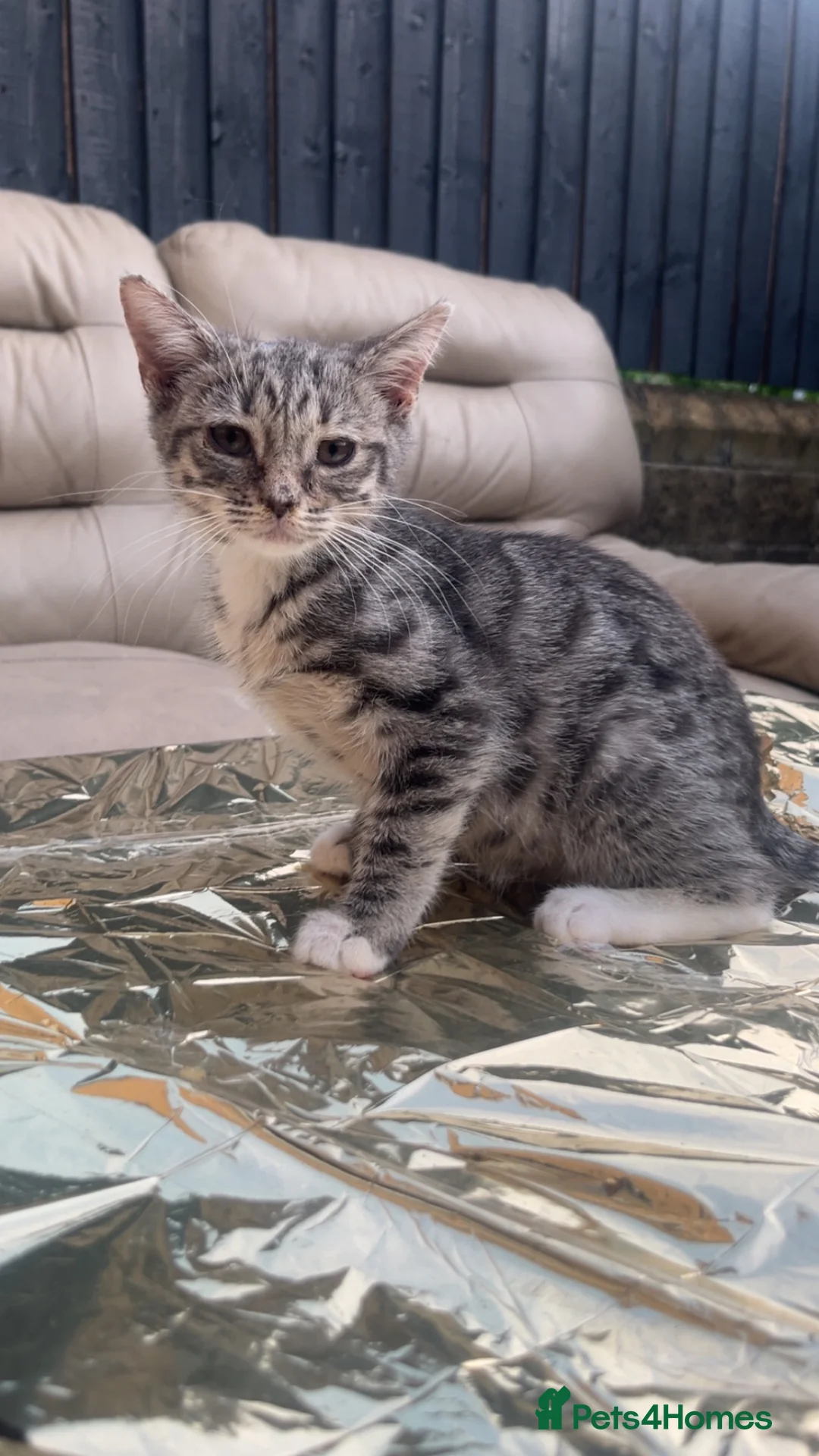Bengal cats for sale: exotic grey leopard bengal mix kitten - Advert 2