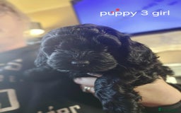 Mixed Breed dogs for sale: Shitzu cocapoo puppies - Image 7