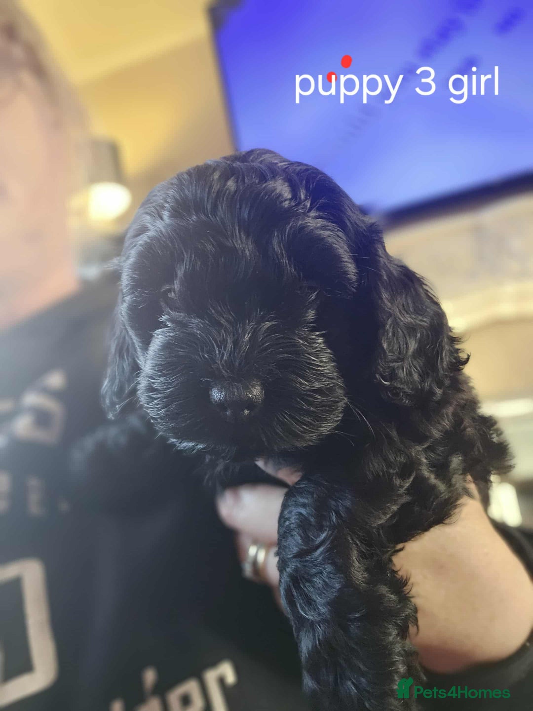 Mixed Breed dogs for sale: Shitzu cocapoo puppies - Image 7